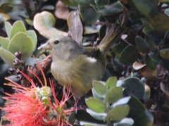 Loxops coccineus
