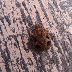 Hotea curculionoides