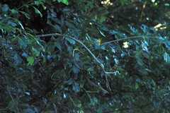 Dalbergia obovata