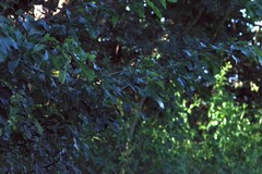 Dalbergia obovata