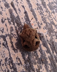 Hotea curculionoides