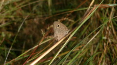 Ypthima asterope mahratta