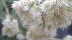 Atteva pustulella