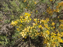Ulex baeticus