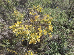 Ulex baeticus