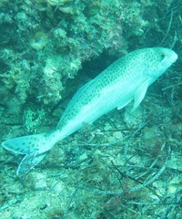 Cochleoceps bicolor