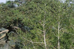 Afrocanthium mundianum