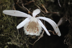 Pleione humilis
