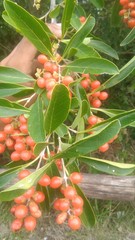 Citharexylum montevidense