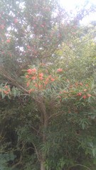 Citharexylum montevidense