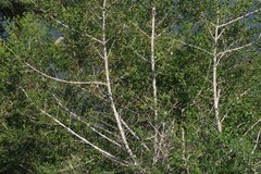 Afrocanthium mundianum