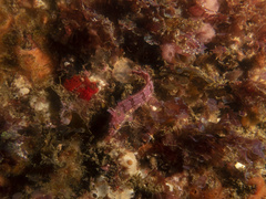Heteroclinus roseus