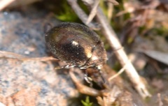 Lamprobyrrhulus nitidus