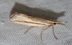 Hednota opulentellus