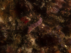 Heteroclinus roseus