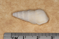 Opalia granosa