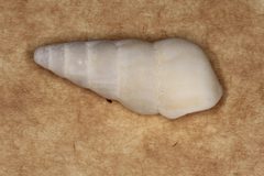 Opalia granosa