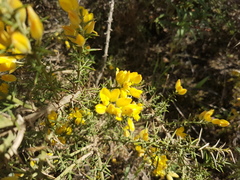 Ulex baeticus