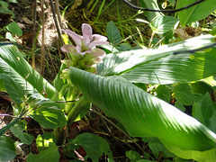 Curcuma australasica