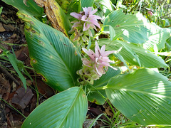 Curcuma australasica