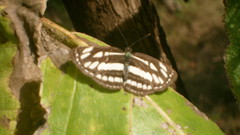 Neptis hylas varmona