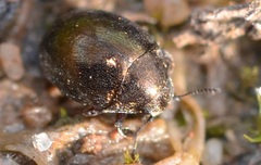 Lamprobyrrhulus nitidus