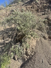 Garrya veatchii