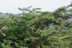 Vachellia sieberiana