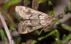 Achyra affinitalis