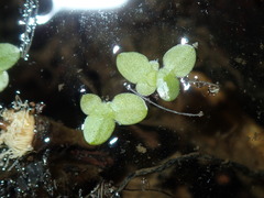 Lemna disperma