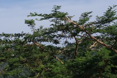 Vachellia sieberiana