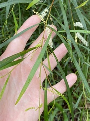 Acacia longissima