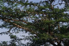 Vachellia sieberiana