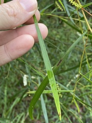 Acacia longissima