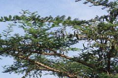 Vachellia sieberiana