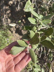 Garrya veatchii