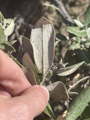 Garrya veatchii