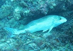 Cochleoceps bicolor