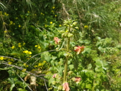 Scrophularia sambucifolia