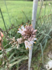 Asphodelus ramosus ramosus