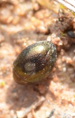 Lamprobyrrhulus nitidus