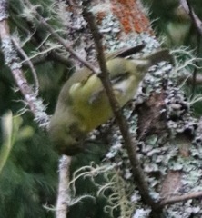 Hemignathus wilsoni