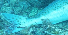 Cochleoceps bicolor