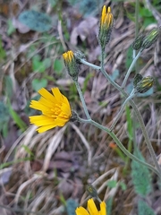Hieracium bifidum
