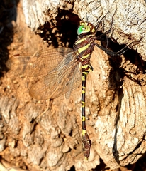 Phyllomacromia picta