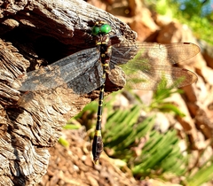 Phyllomacromia picta