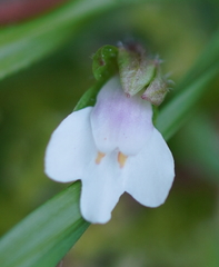 Mazus goodenifolius