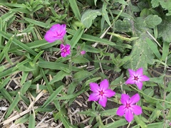 Phlox drummondii