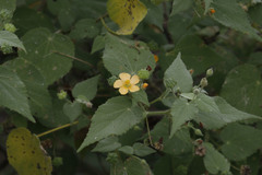Abutilon viscosum