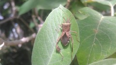 Leptoglossus concaviusculus